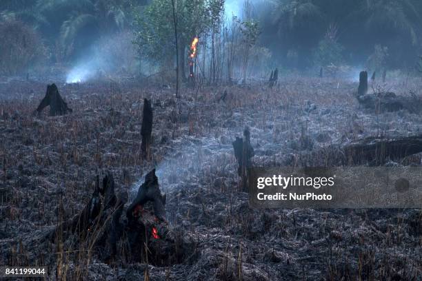 Freshly scorched landscape is seen in the early afternoon hours of Augustus 30, 2017 at the Pekanbaru, Riau Provinsi, Indonesia