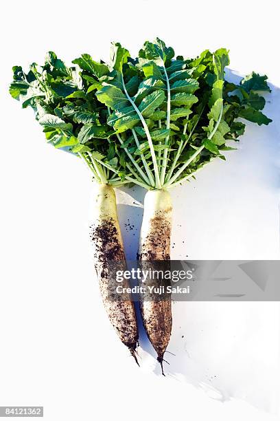 image of radish - rábano grande japonés fotografías e imágenes de stock