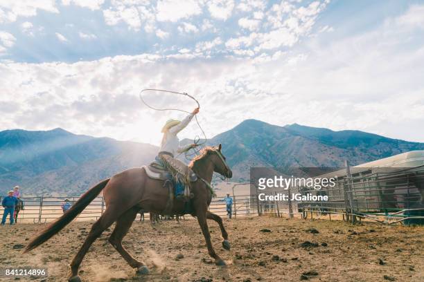 cowgirl swinging her lasso ready to catch a calf for branding - female animal stock pictures, royalty-free photos & images