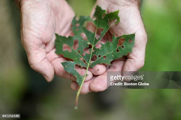 Ken Gooch Forest Health Program Director with the Massachusetts Department of Conservation and Recreation, shows shows a damaged oak leaf in the...