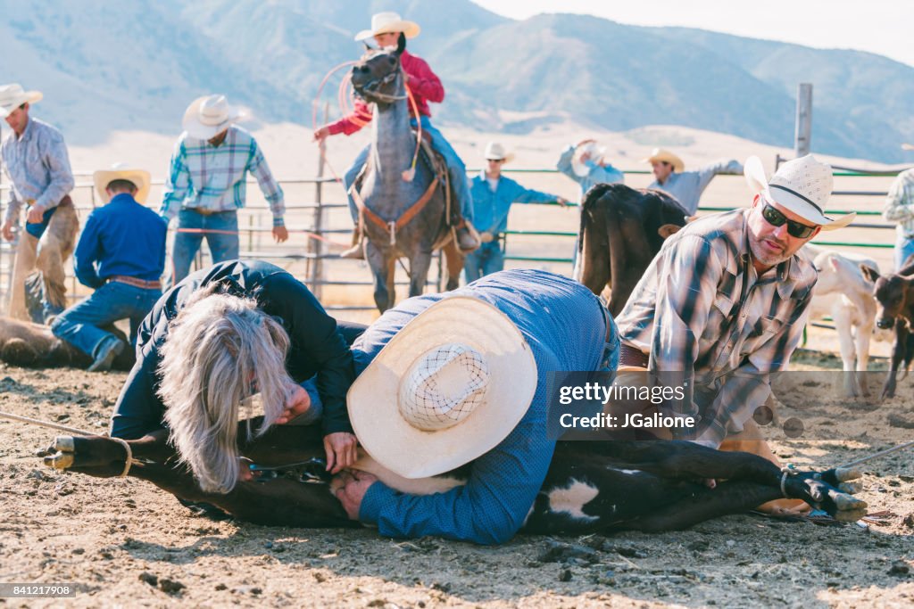 Farmers castrating a young bull