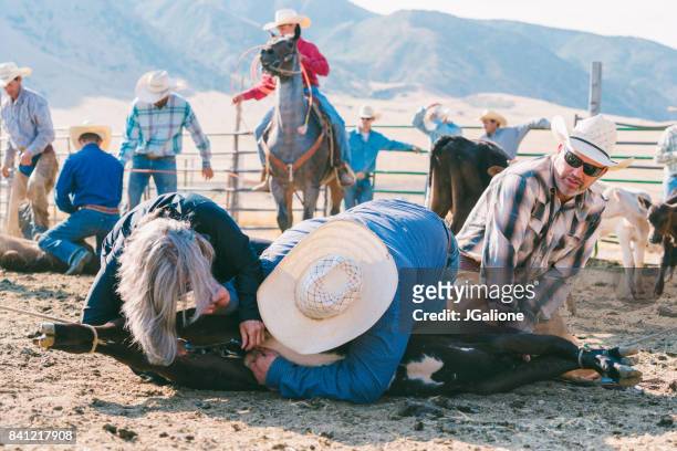 farmers castrating a young bull - human castration stock pictures, royalty-free photos & images