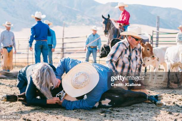 cowboys and cowgirl castrating a young bull - human castration stock pictures, royalty-free photos & images