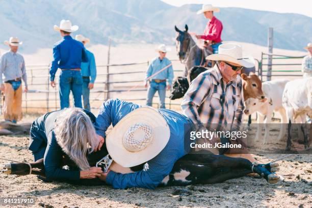 牛仔和女牛仔閹割一頭小公牛 - human castration photo 個照片及圖片檔