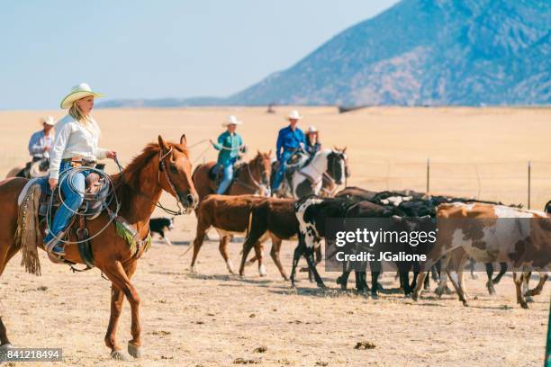 cattle herding - cattle drive stock pictures, royalty-free photos & images