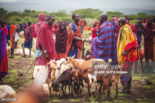 Cattle and livestock sustain the Maasai economy and disease has a direct impact in livestock trading. The Maasai regularly attend rural markets,...