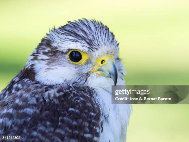 gyrfalcon falcon (falco rusticolus), head close up. france - gyrfalcon bildbanksfoton och bilder