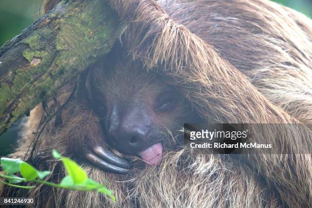 sloths - hoffmans two toed sloth stock pictures, royalty-free photos & images