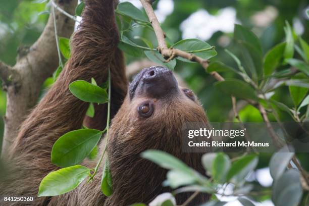 sloths - hoffmans two toed sloth stock-fotos und bilder