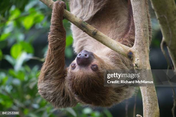 sloths - hoffmans two toed sloth stock pictures, royalty-free photos & images