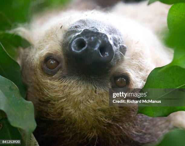 sloths - hoffmans two toed sloth stock pictures, royalty-free photos & images