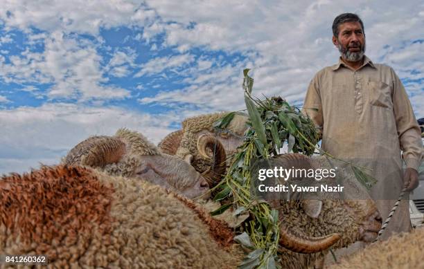 Kashmiri Muslim shepherd feeds his herd of sheep as he waits for customers in a market to sell them for the upcoming Muslim festival Eid al-Adha on...