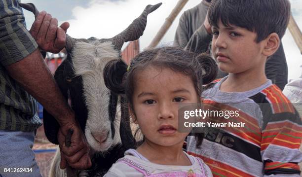 Kashmiri Muslim children go with their parents to buy cattle from a market for the upcoming Muslim festival Eid al-Adha on August 31, 2017 in...