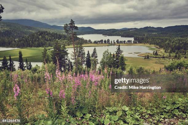 beautiful view of flowers, forest, mountains and lakes across norwegian national park - norway national day 2016 stock pictures, royalty-free photos & images