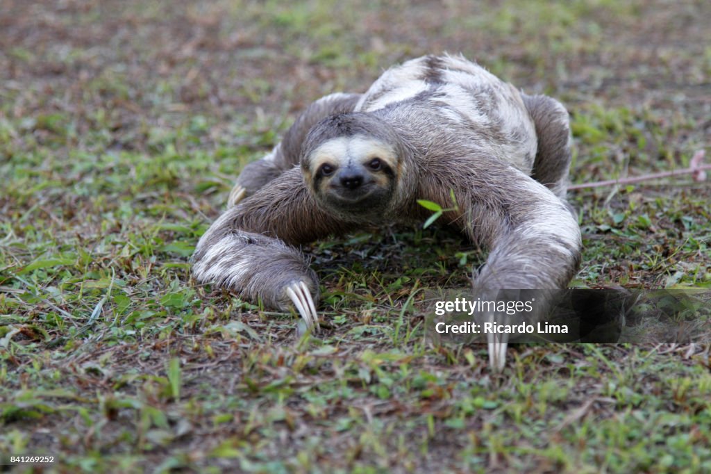 Sloths