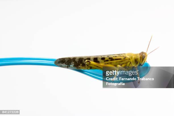 insect in a blue spoon - grasshopper stock pictures, royalty-free photos & images