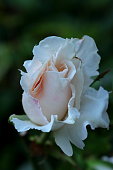 Pricess of Wales Rose