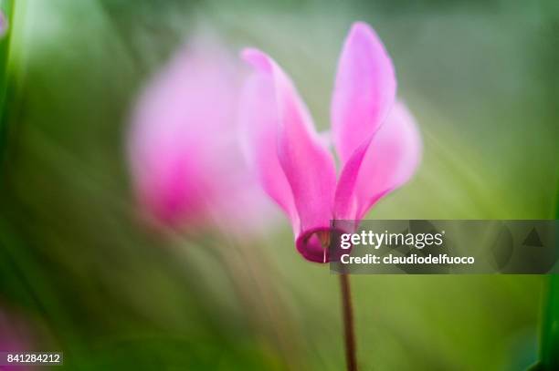cyclamen repandum - ciclamini - apricena stockfoto's en -beelden