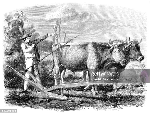 ilustrações, clipart, desenhos animados e ícones de campo de lavra de agricultor com bois em frança 1859 - animal de trabalho