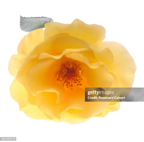 rosa 'golden wedding' close-up on white. - yellow roses stock pictures, royalty-free photos & images