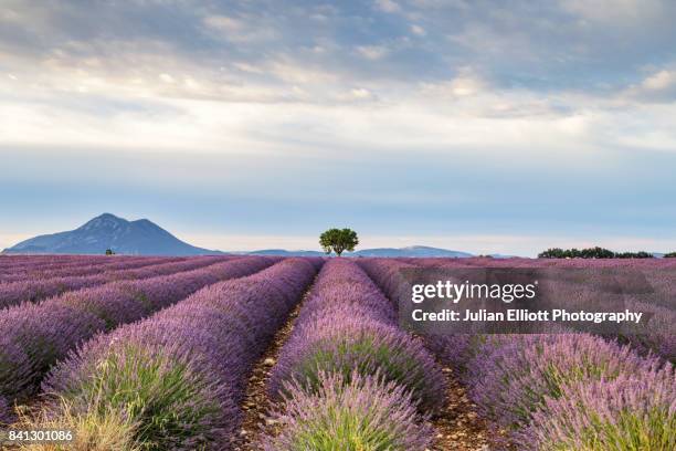 lavender fields on the plateau de valensole, provence. - single tree stock pictures, royalty-free photos & images