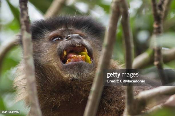 monkey eating plums amidst the branches. - crmacedonio imagens e fotografias de stock