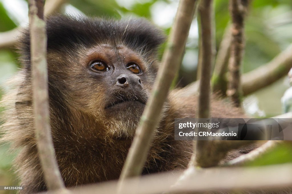 Monkey eating plums amidst the branches.