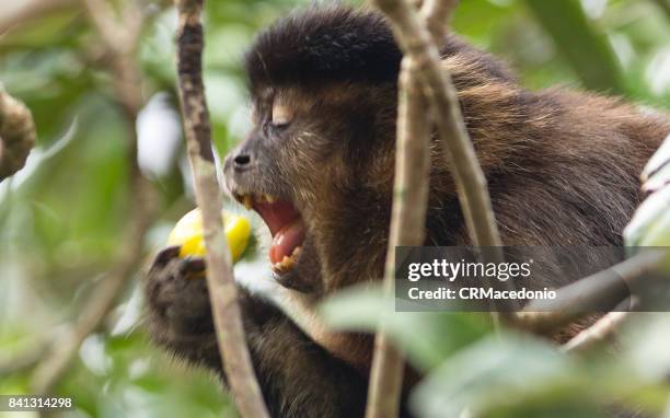 monkey eating plums amidst the branches. - crmacedonio fotografías e imágenes de stock