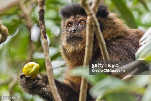 monkey eating plums amidst the branches. - crmacedonio stock-fotos und bilder