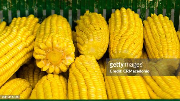 fresh corn - crmacedonio imagens e fotografias de stock