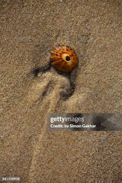 sea shell on sand at low tide in england - northumberland stock pictures, royalty-free photos & images