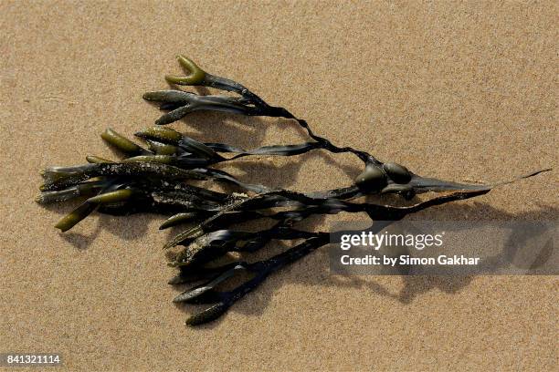 seaweed on sand at low tide in england - agargel stock-fotos und bilder