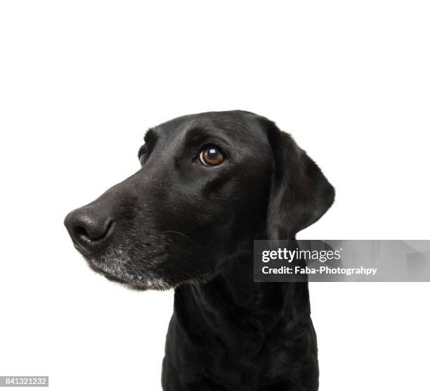 close up from a dog - labrador retriever isolated stock pictures, royalty-free photos & images