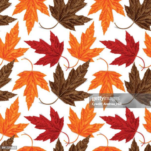 maple leaf seamless vector pattern for autumn - maple tree canada stock illustrations