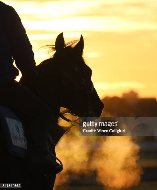 General view of Godolphin horses during a trackwork session on the first day of Spring at Flemington Racecourse on September 1, 2017 in Melbourne,...