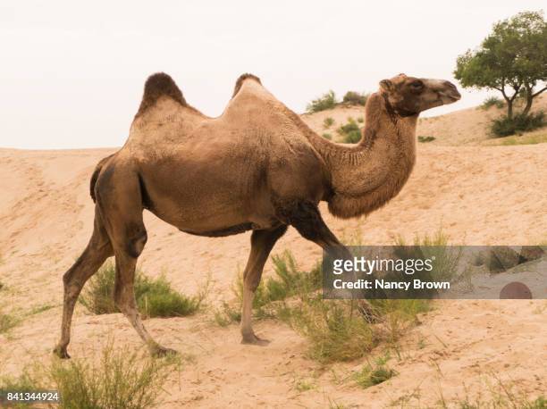wild bactrian camel (two humps) in inner mongolia china near xilinhot. - corcunda imagens e fotografias de stock