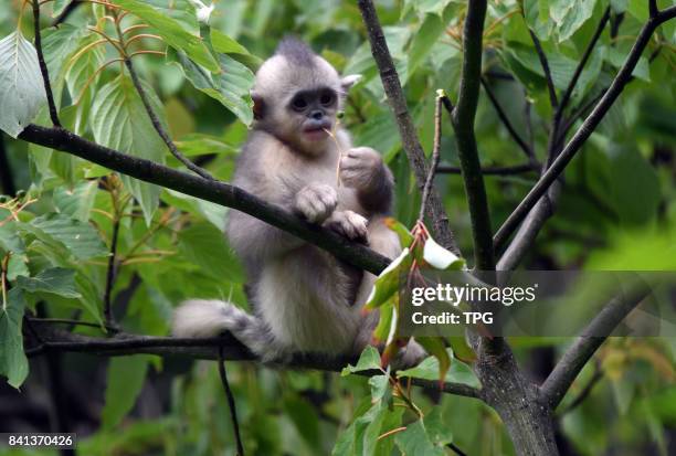 Snub-nosed monkey rests in a tree at Snub-nosed Monkey National Park in southwest China's Yunnan Province, on August 27, 2017. Covering an area of...