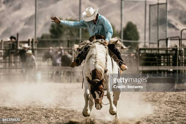 a cowboy riding on a bucking horse during the saddle bronc competition. - rodeo stock pictures, royalty-free photos & images