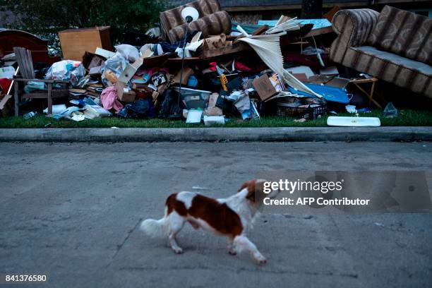 Dog passes a pile of destroyed items that were removed from a once flooded home as residents begin the recovery process from Hurricane Harvey August...