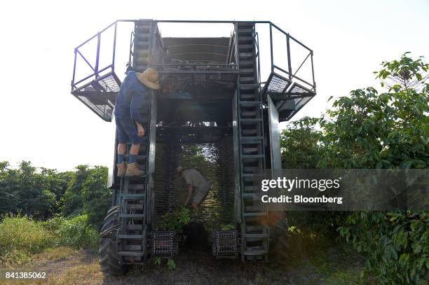 Worker removes large branches and debris from a coffee harvesting machine at the Skybury Coffee Pty coffee plantation in the Atherton Tablelands,...