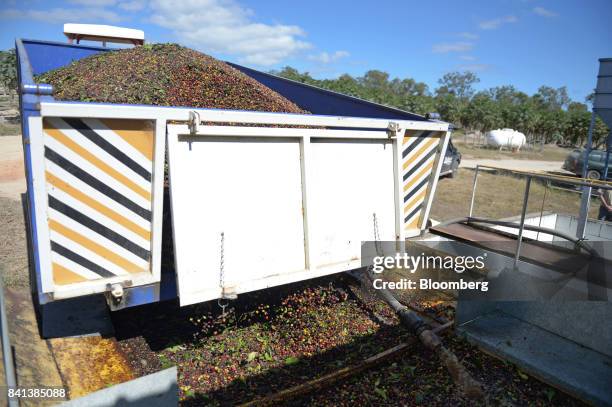 Coffee cherries are deposited at the processing plant at the Skybury Coffee Pty coffee plantation in the Atherton Tablelands, Queensland, Australia,...