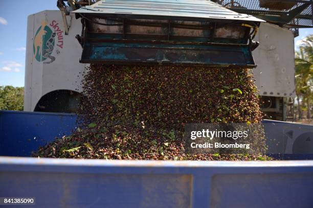 Harvested coffee cherries are transferred from a coffee harvesting machine to a trailer at the Skybury Coffee Pty coffee plantation in the Atherton...