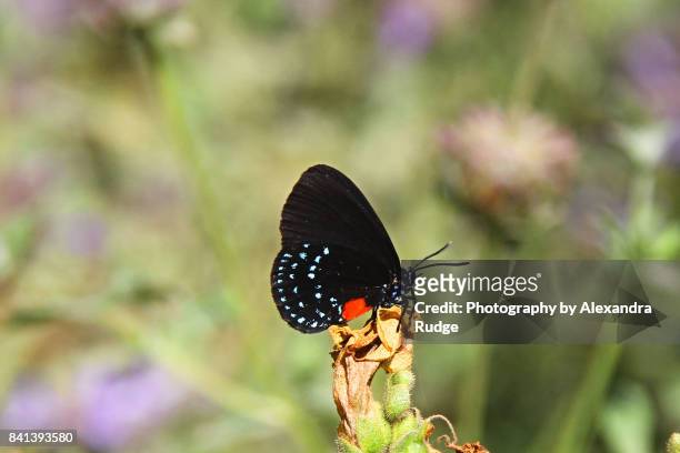 atala butterfly - eumaeus 個照片及圖片檔
