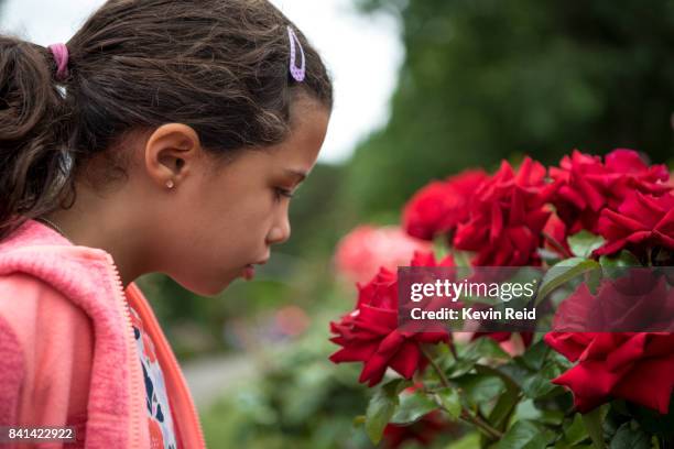 371 Child Smelling Rose Stock Photos, High-Res Pictures, and Images ...
