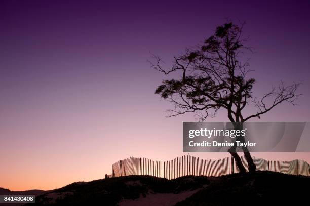 sunset silhouette tree - carpinteria stock pictures, royalty-free photos & images