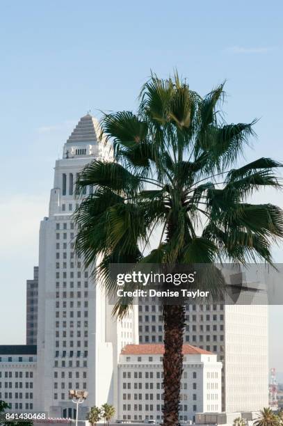 los angeles city hall with palm tree - los angeles city hall imagens e fotografias de stock