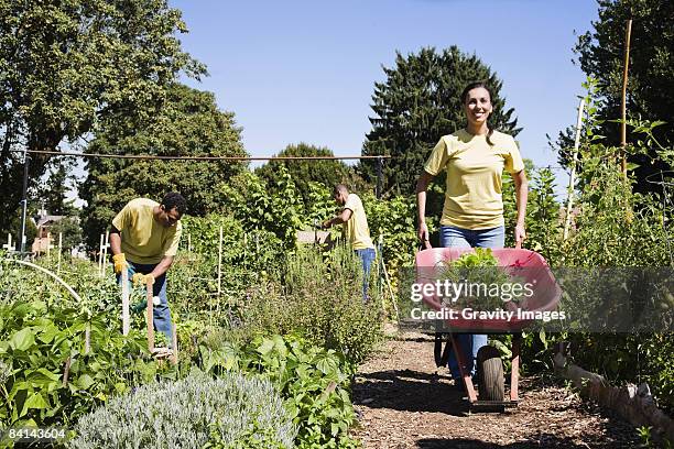women in community garden with wheelbarrow - kruiwagen stockfoto's en -beelden