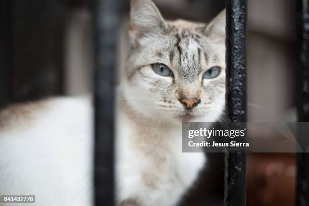 cat in window - sierra de cantabria imagens e fotografias de stock