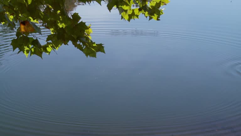 5,929 Stone Ripples In Water Stock Videos, Footage, & 4K Video Clips ...