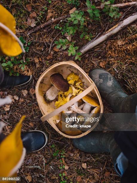 picking mushrooms in the woods - mushroom stock pictures, royalty-free photos & images